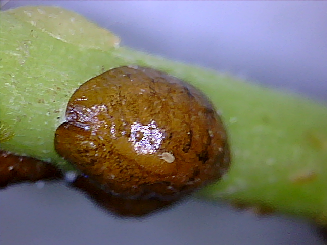 Adult Scale insect
